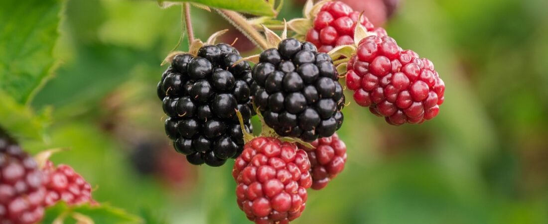 Top Anti-Inflammatory Foods (and Why They Matter)